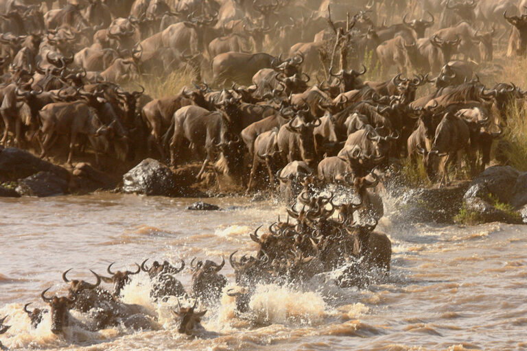 Feridun Kismet - MIGRATION_5705_1